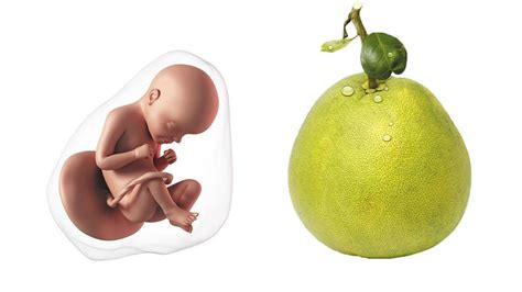 Gjatësia dhe pesha <b>e</b> foshnjës në javën <b>e</b> <b>35</b>-të të shtatzënisë. . Java e 35 e shtatzanise